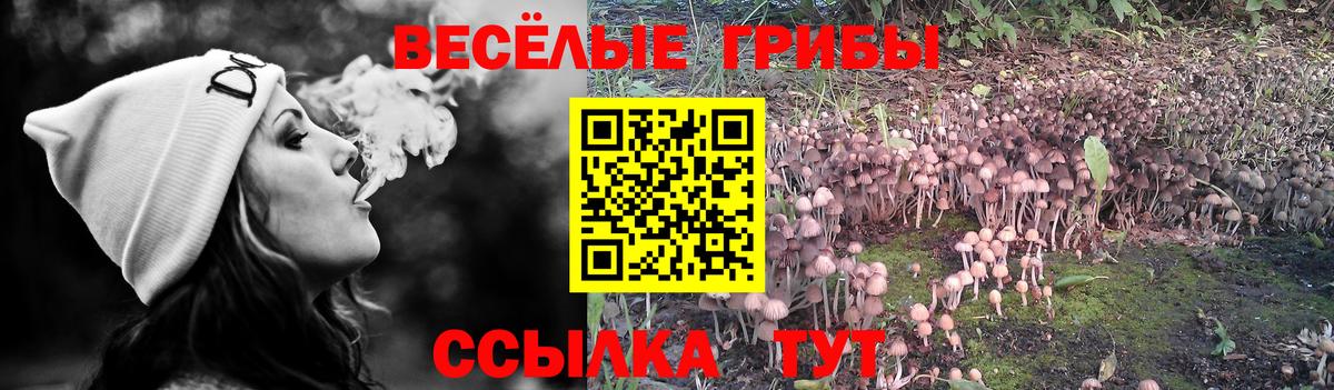 Псилоцибиновые грибы Cubensis Сокол